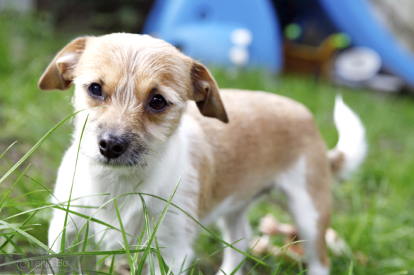 Hundestudio Nicole in Korschenbroich