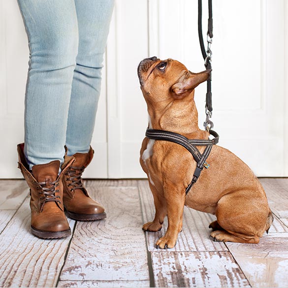 Hundesalon Mr. Woof in Meerbusch