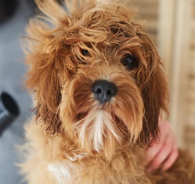 Cookies Hundesalon Hannover