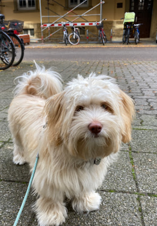 Hundesalon Pfifikus in Karlsruhe