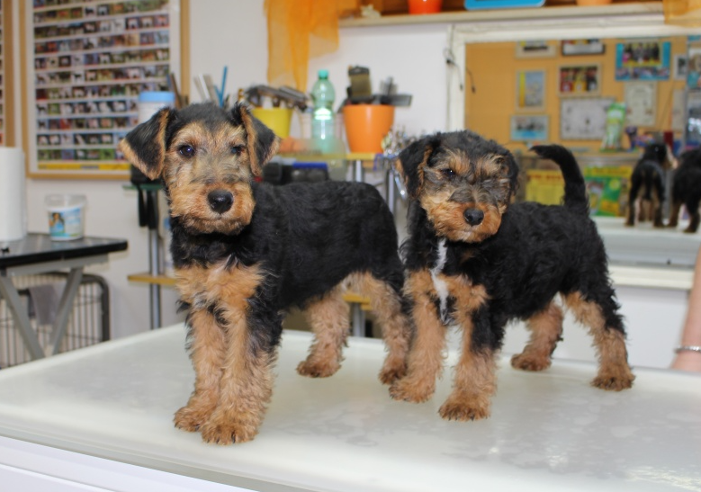 Hundesalon Schmid - Dogstyling in Inglostadt