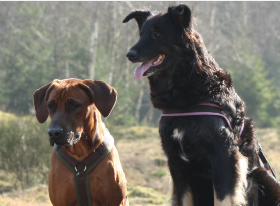 Hundesalon ami-de-chiens in Hagen