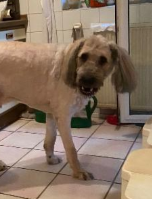 Mobiler Hundefriseur, Lisa Schuitmaker