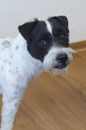 Hundesalon Schön in Neuwied