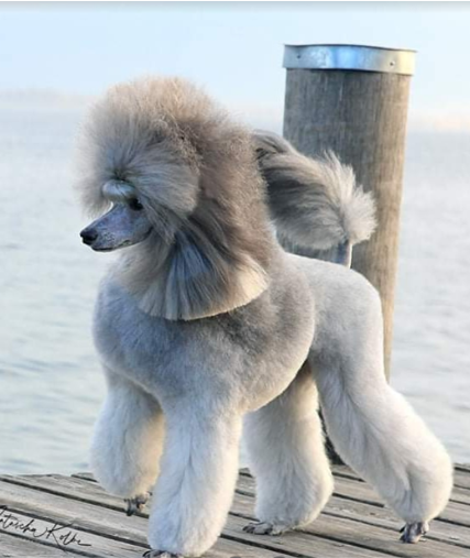 Hundesalon PLANET POODLE in Gstadt am Chiemsee