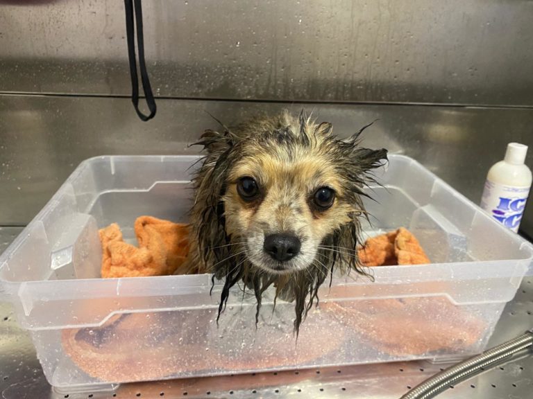 Schicke Wölfe Hundesalon 2 Bifi gebadet 01 768x576