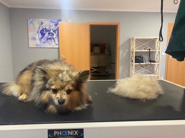 Schicke Wölfe Hundesalon 3 Bifi gebuerstet 02 768x576