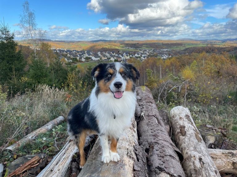 3becf430 9843 4453 b37a 86df7f43bcef 768x576