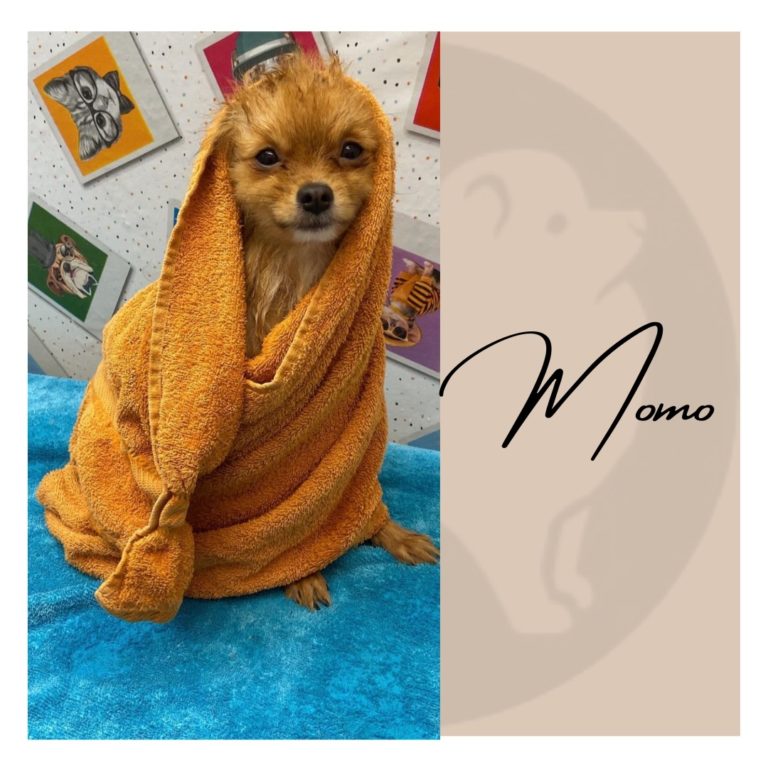 ED7652E6 994C 450F 8D0F F48B5DDA9352 768x768