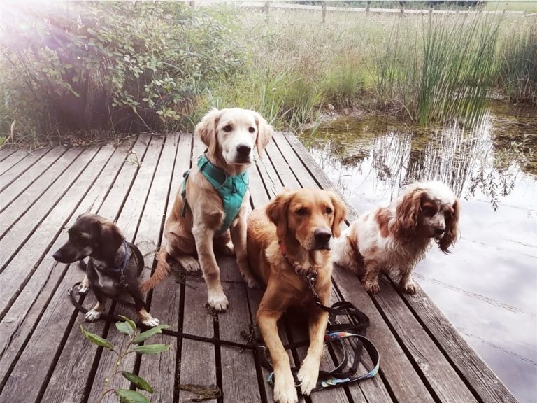 Zürcher Oberland 2 Screenshot 20221020 220218 com.android.gallery3d edit 269188950925069 768x576