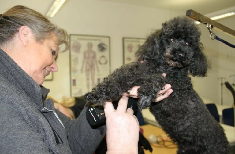 Foto Wember Pudel Schur Paracelsus 768x505