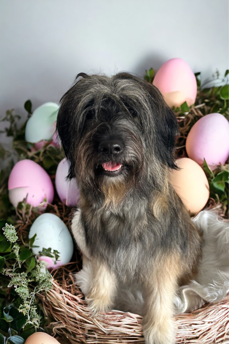 Bautz, Wautz & Co. der Hundefriseur 17 Photoroom 20240322 123935 768x1152