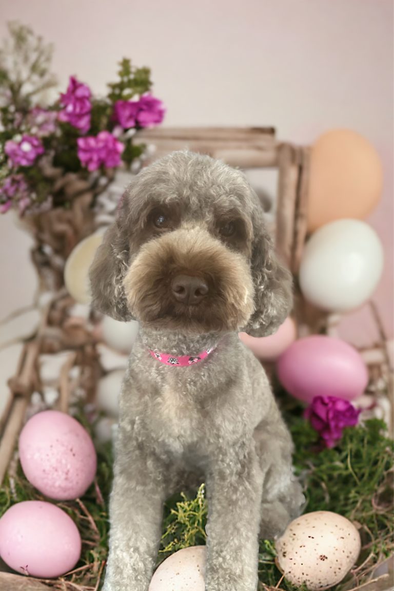 Bautz, Wautz & Co. der Hundefriseur 16 Photoroom 20240326 154016 768x1151