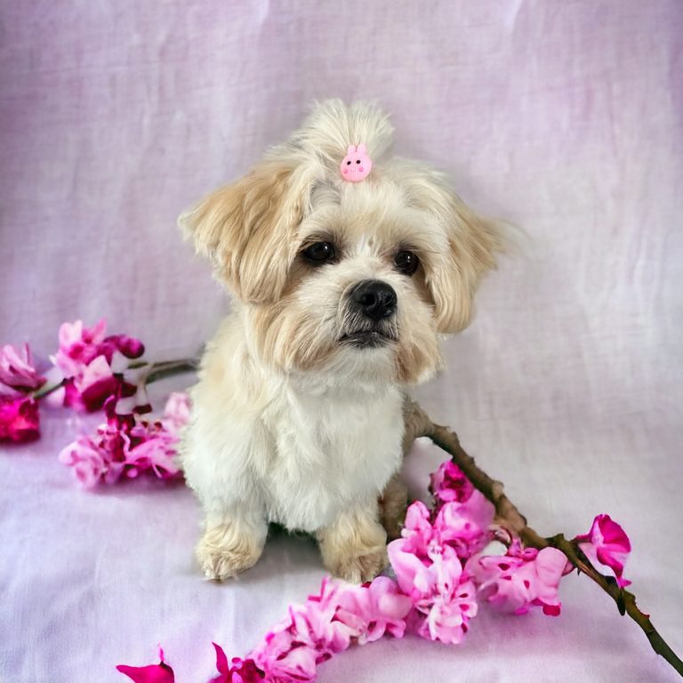 Bautz, Wautz & Co. der Hundefriseur 15 Photoroom 20240409 164528 768x768