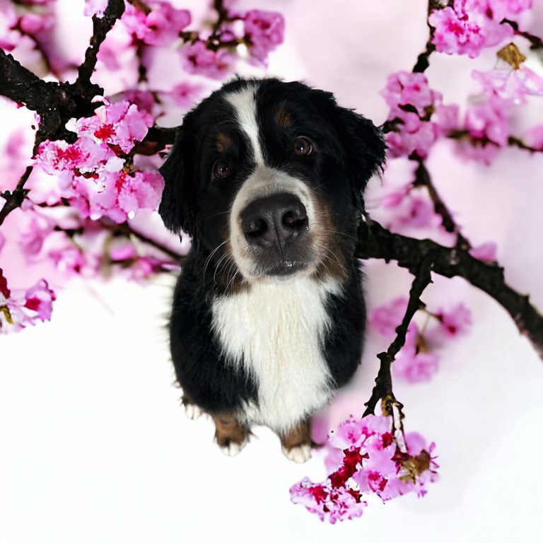 Bautz, Wautz & Co. der Hundefriseur 14 Photoroom 20240419 155606 768x768