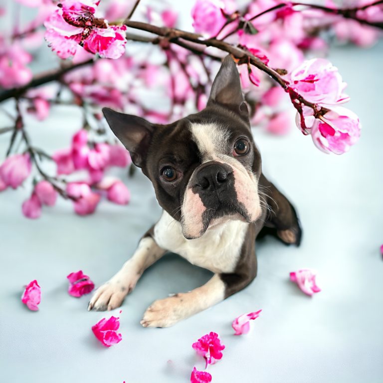 Bautz, Wautz & Co. der Hundefriseur 11 Photoroom 20240426 093531 768x768