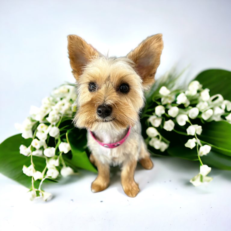 Bautz, Wautz & Co. der Hundefriseur 7 Photoroom 20240516 101309 768x768