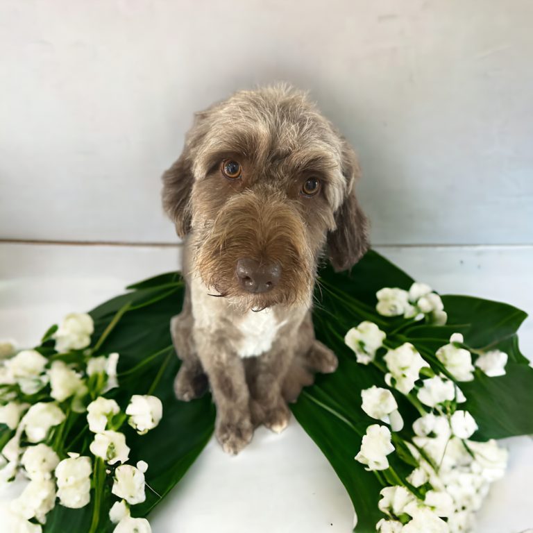 Bautz, Wautz & Co. der Hundefriseur 6 Photoroom 20240516 142906 768x768