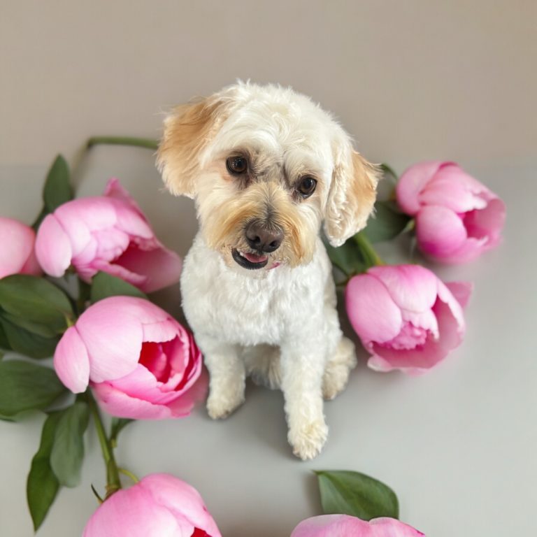 Bautz, Wautz & Co. der Hundefriseur 5 Photoroom 20240523 130543 768x768