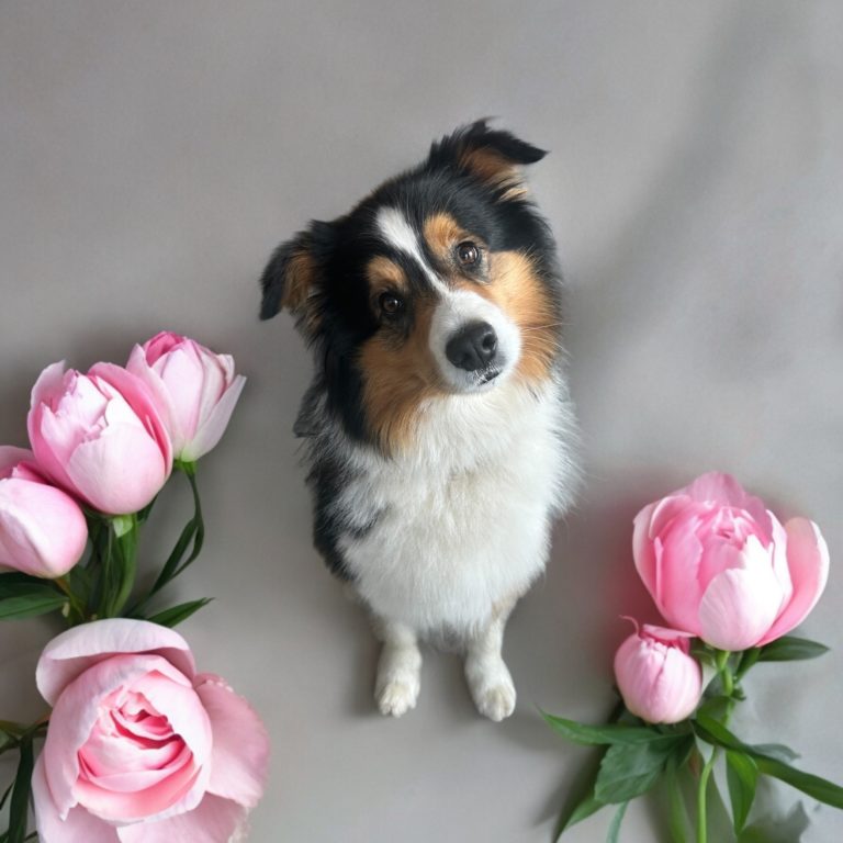 Bautz, Wautz & Co. der Hundefriseur 4 Photoroom 20240523 172346 768x768