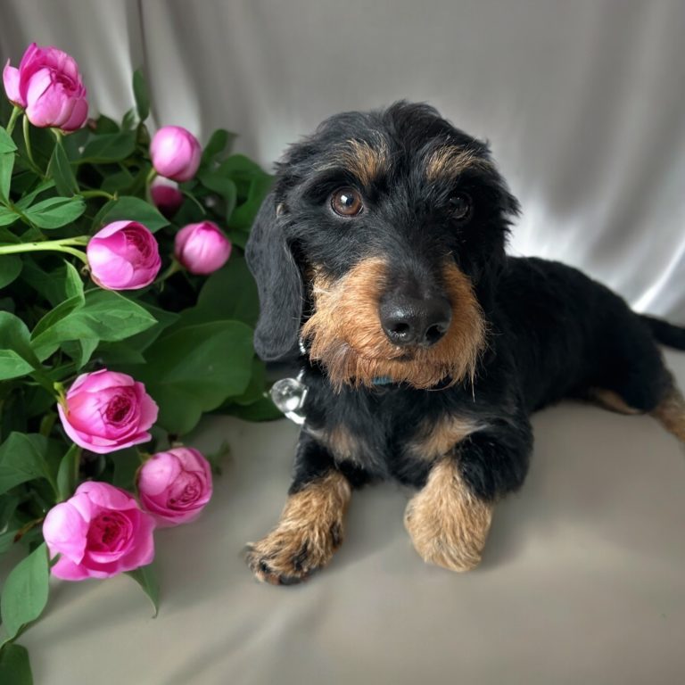 Bautz, Wautz & Co. der Hundefriseur 2 Photoroom 20240524 141914 768x768