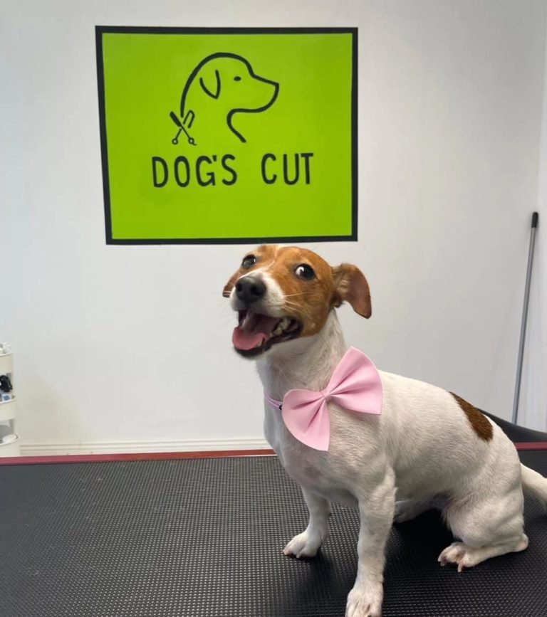 Reutlingen 8 Hundefriseur Happydog dogscut Reutlingen 768x867