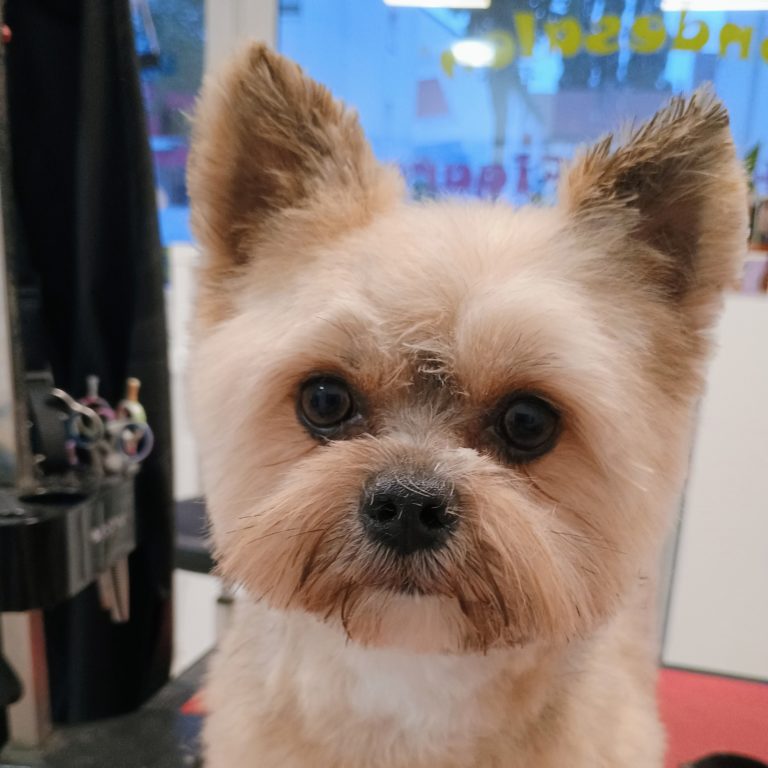 Hundesalon Pfötchen Figaro Nordenham 4 1000025830 768x768