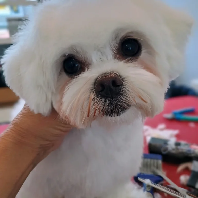 Hundesalon Pfötchen Figaro Nordenham 2 1000029426 768x768