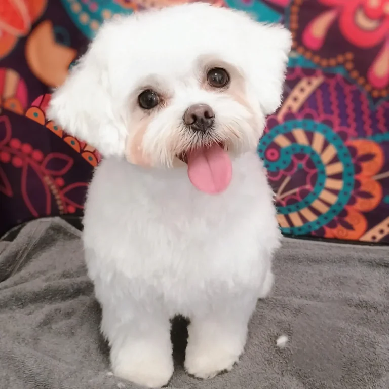 Hundesalon Pfötchen Figaro Nordenham 3 1000029427 768x768