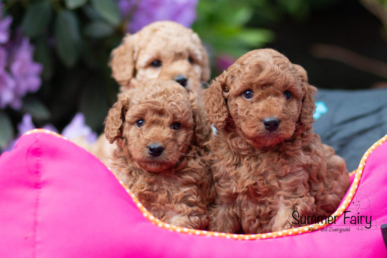 Hundesalon in Wetter/ Ruhr 2 1000053785 768x512