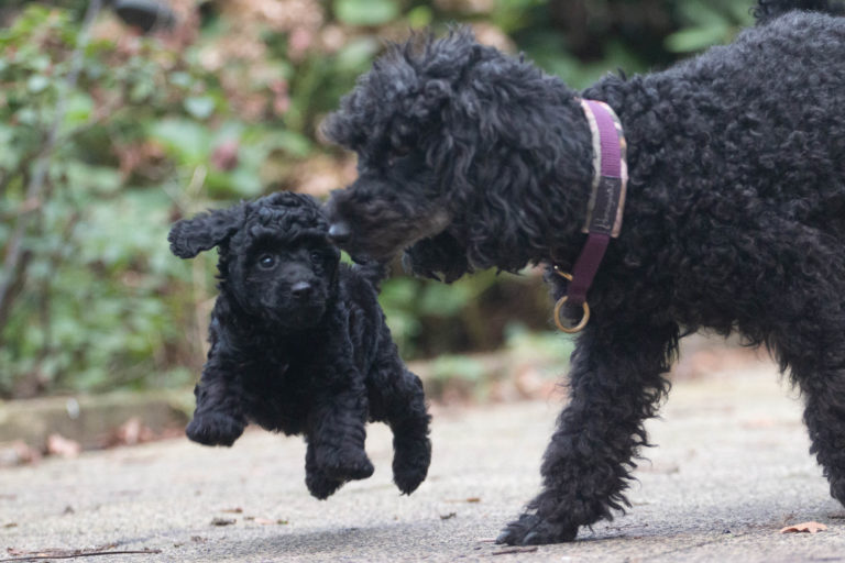 Hundesalon in Wetter/ Ruhr 4 Donald 6 Wochen 2 768x512
