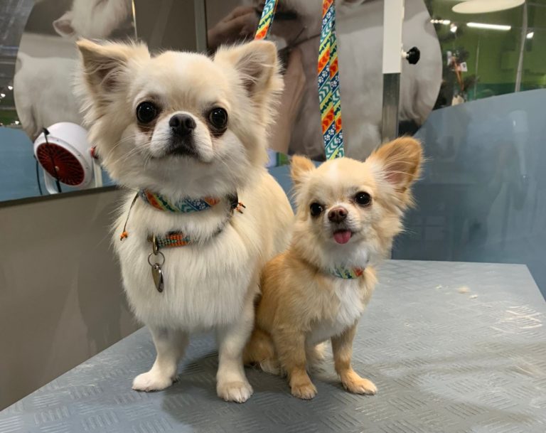 Tiersalon fellfein 2 IMG 20221124 WA0003 768x609