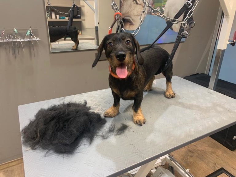 Tiersalon fellfein 3 IMG 20221223 WA0015 768x576