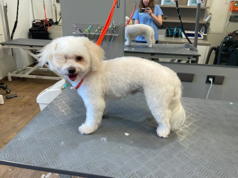 Tiersalon fellfein 4 IMG 20230302 WA0015 768x576