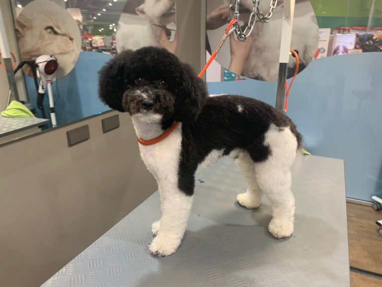 Tiersalon fellfein 5 IMG 20230310 WA0001 768x576