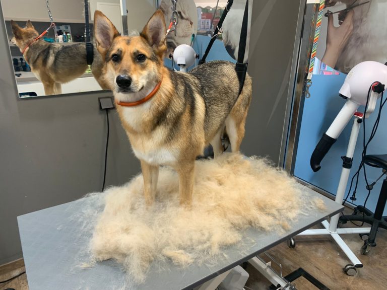 Tiersalon fellfein 6 IMG 20230426 WA0000 768x576