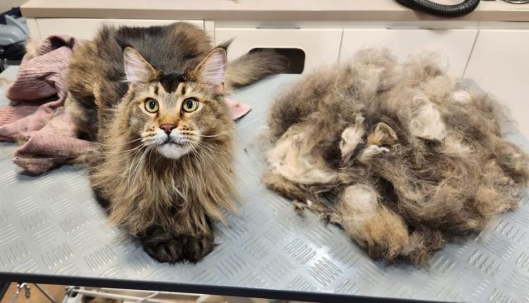 Tiersalon fellfein 8 IMG 20230828 WA0002 768x441