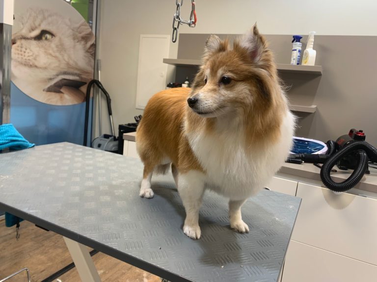 Tiersalon fellfein 9 IMG 20231028 WA0007 768x576