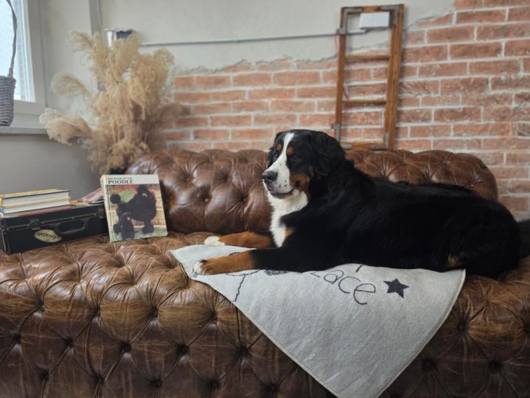 Das Hunde Atelier - Langenau 6 2d81c5bb b022 4fc3 b2cf a6de0340a1de 768x576