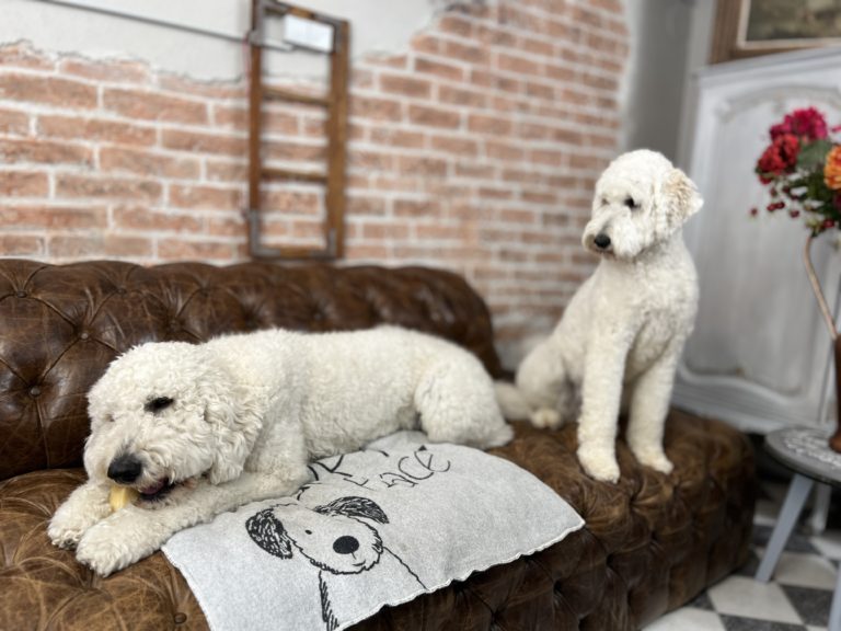 Das Hunde Atelier - Langenau 3 Kira Hoffmann 06 768x576