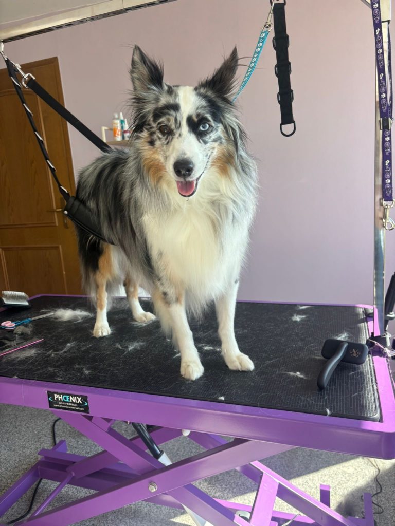 Fellverliebt Hundesalon in Niederkrüchten 3 047a9a22 c89f 4480 b346 f44c60c22eed 768x1024