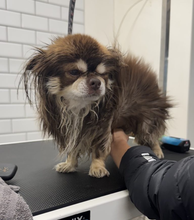 Fellverliebt Hundesalon in Niederkrüchten 5 IMG 6161 768x874