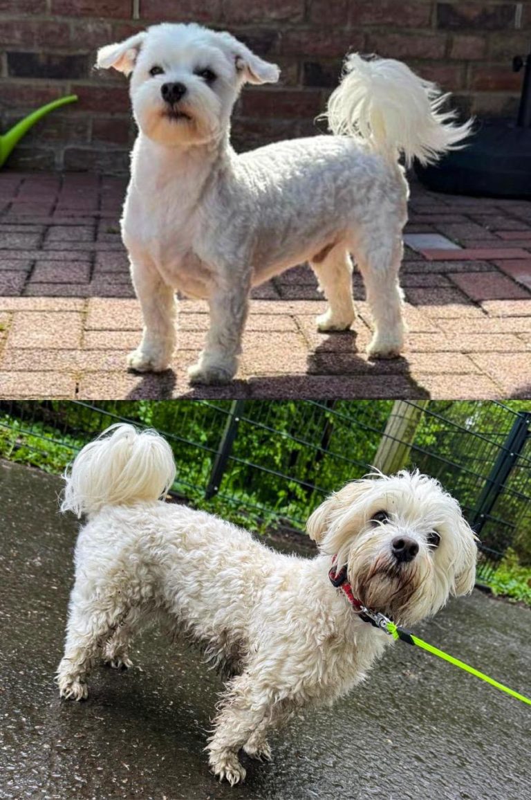 Fellverliebt Hundesalon in Niederkrüchten 2 fc7a8948 db09 497c 9804 360a0aa79951 768x1156