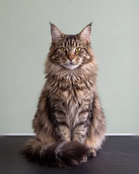 GroomRoom Hundefriseur Berlin 3 gr ki maine coon katzenfriseur berlin 480
