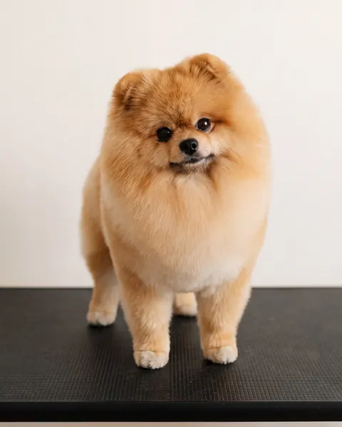 GroomRoom Hundefriseur Berlin 4 gr ki pomeranian komplettpflege creme 480