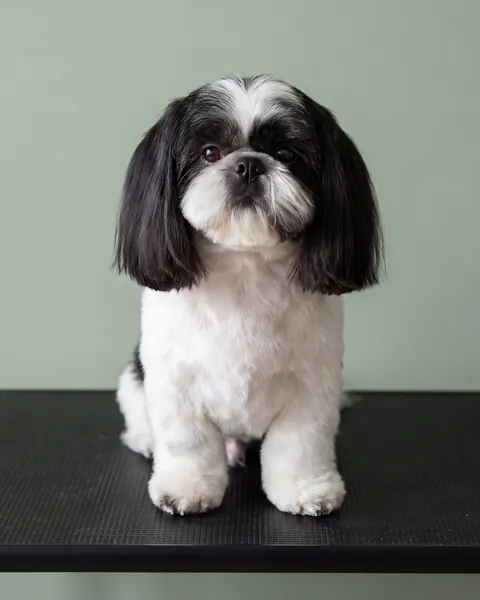 GroomRoom Hundefriseur Berlin 5 gr ki shih tzu gebuerstet salbei 480