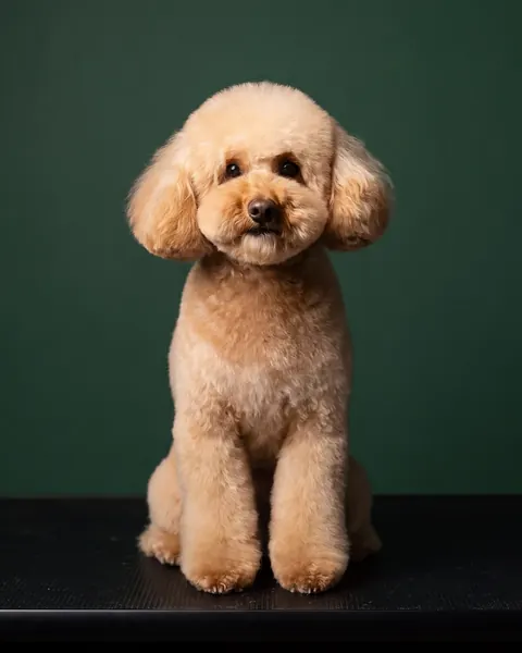 GroomRoom Hundefriseur Berlin 6 gr ki toypudel komplettpflege gruen 480